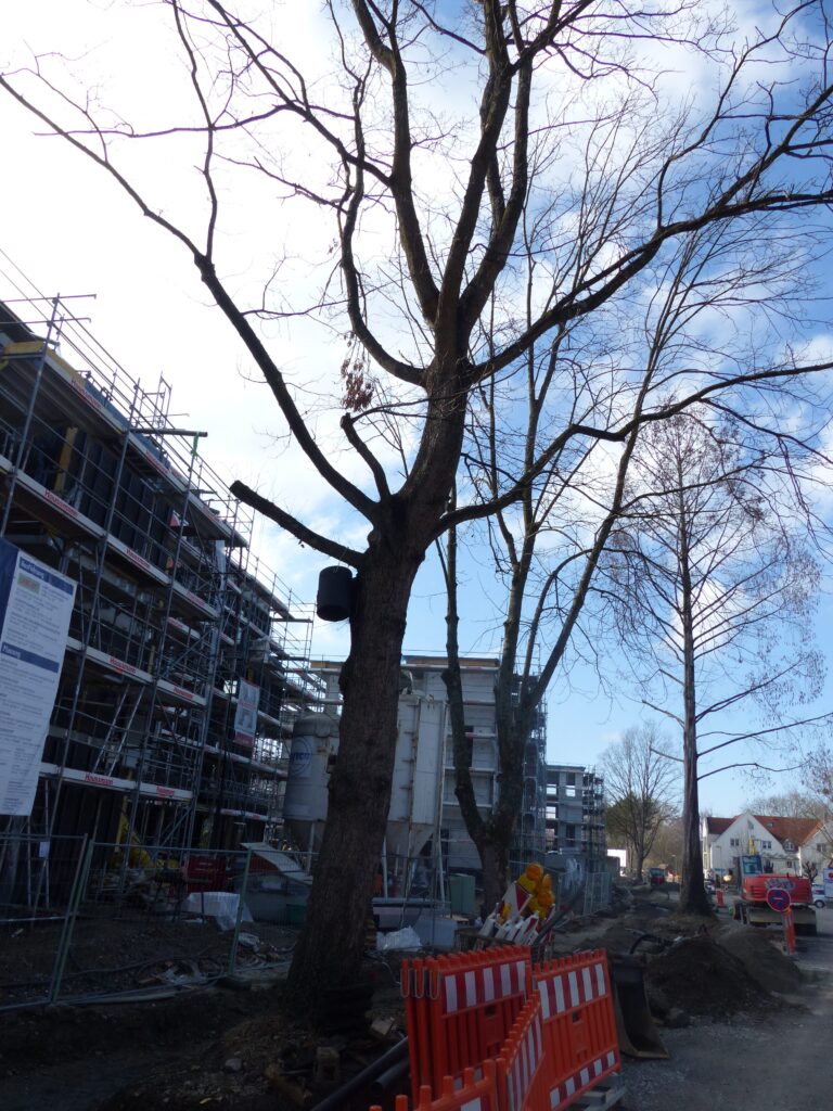 Geschützte Bäume an der Bodanstraße gefällt